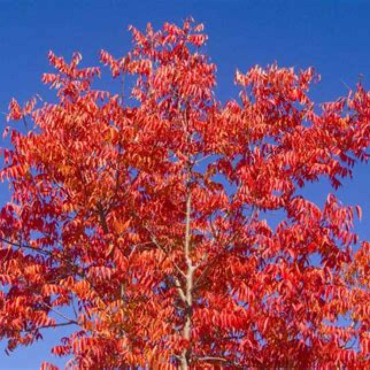 Chinese Pistache Tree