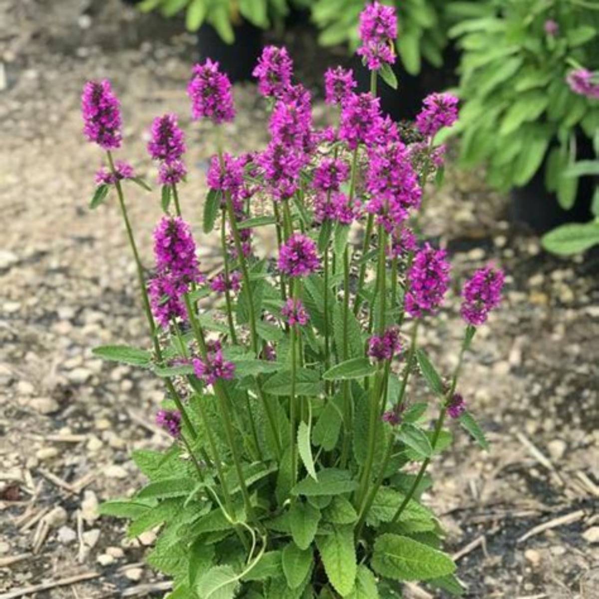 Hummelo Lamb's Ear