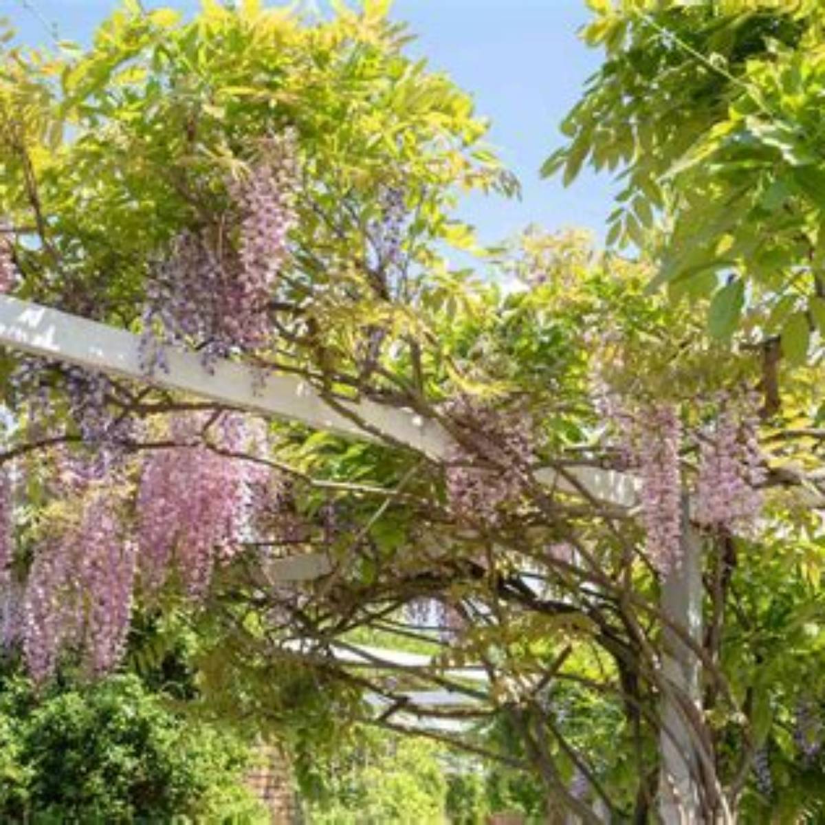 Lavender Falls Wisteria Ladder