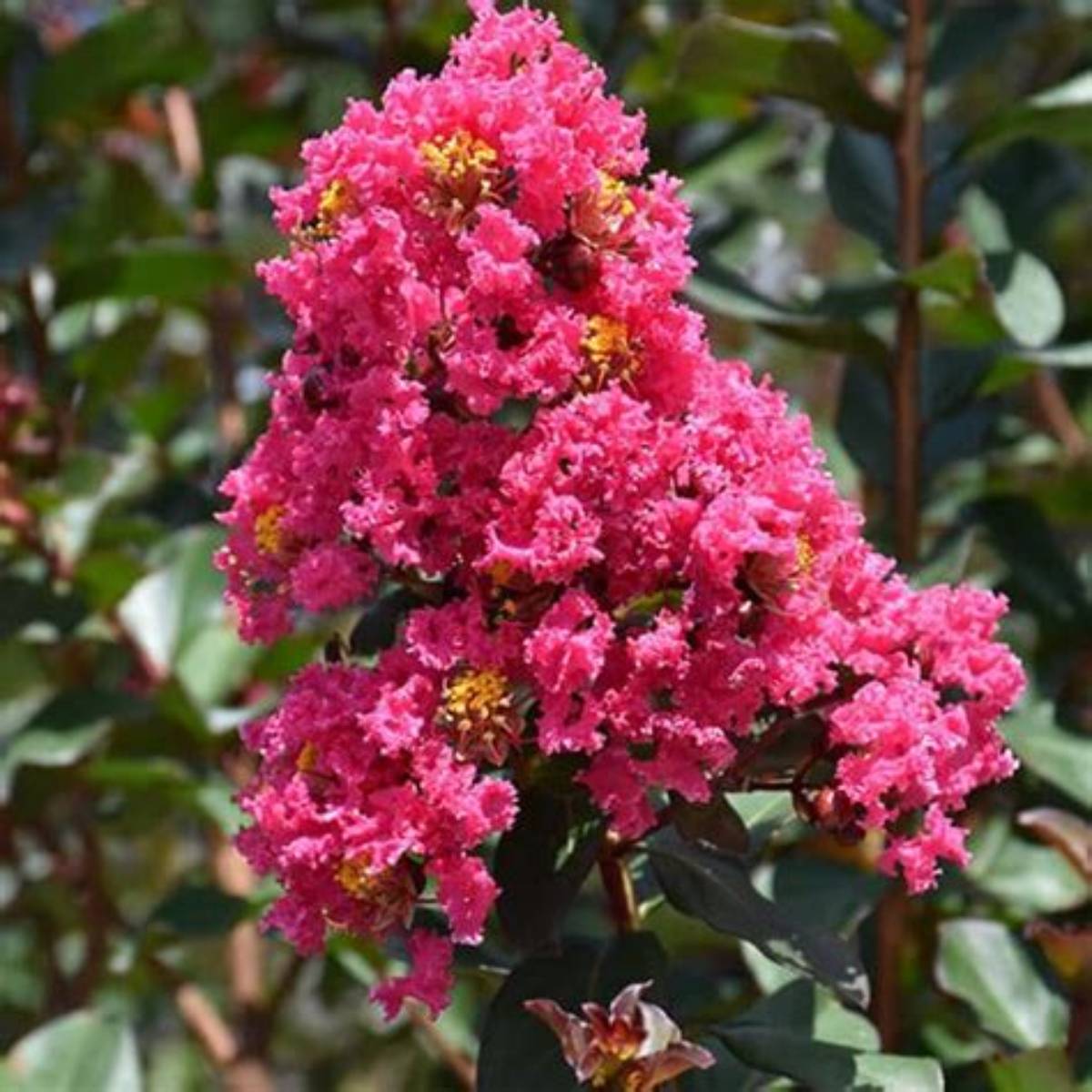 Pink Velour® Crapemyrtle