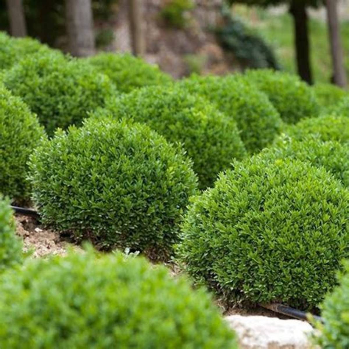 Green Velvet Boxwood