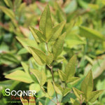 Sunray® Nandina