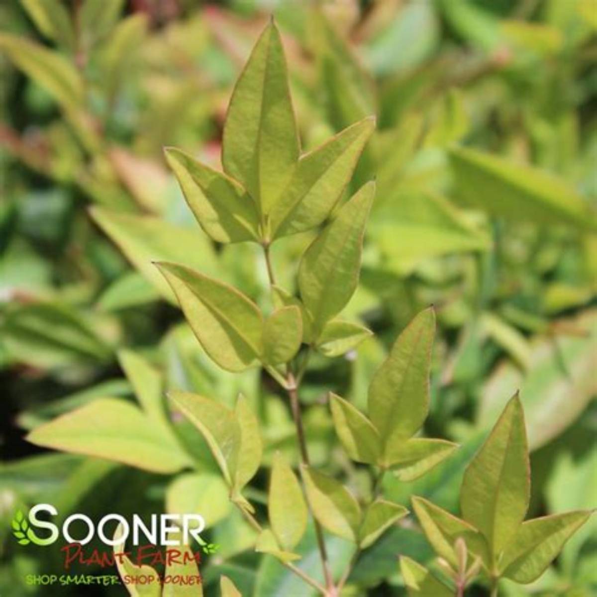 Sunray® Nandina