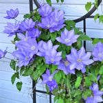 H.F. Young Clematis Ladder
