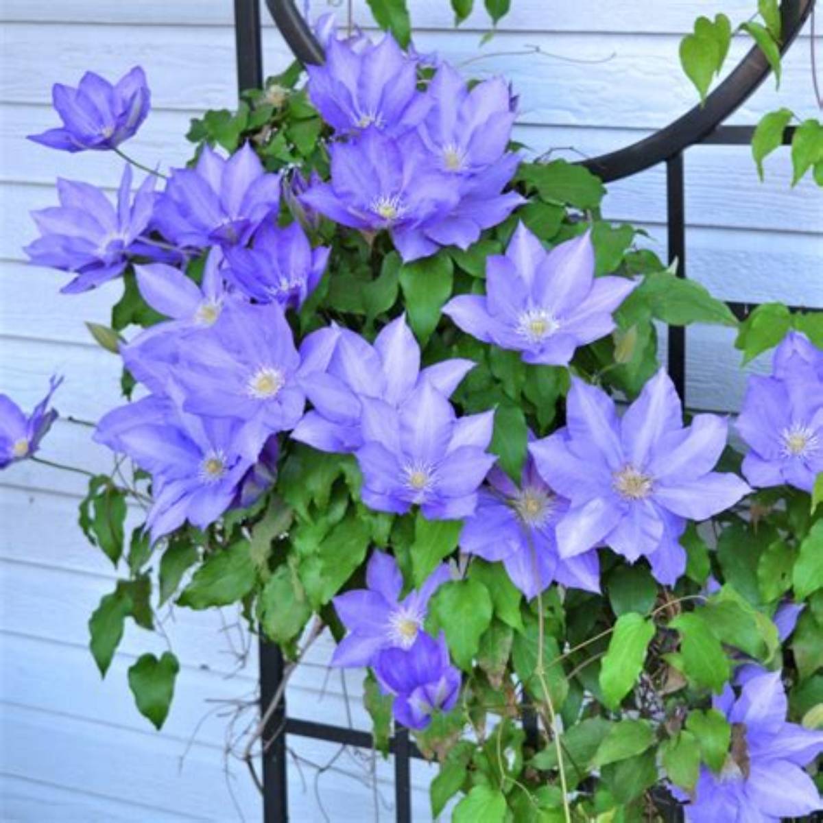 H.F. Young Clematis Ladder