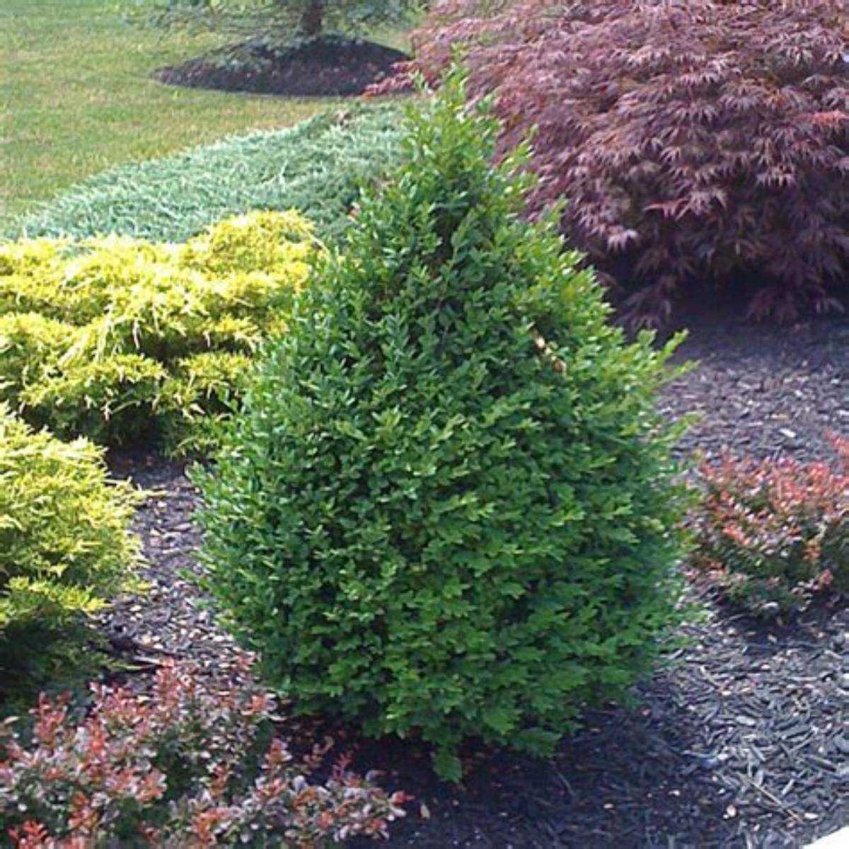 Green Mountain Boxwood Patio Tree