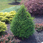 Green Mountain Boxwood Patio Tree
