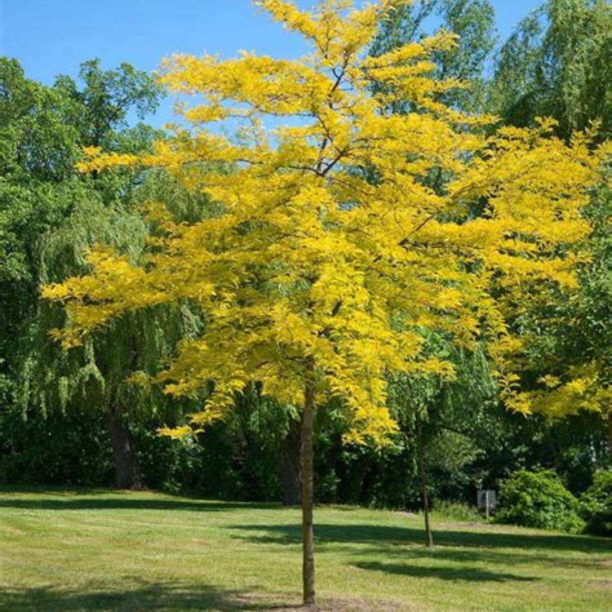 Sunburst® Honeylocust Tree