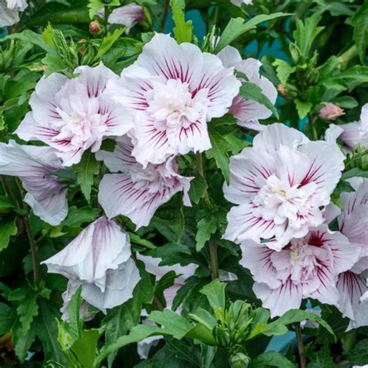 Starblast Chiffon™ Althea