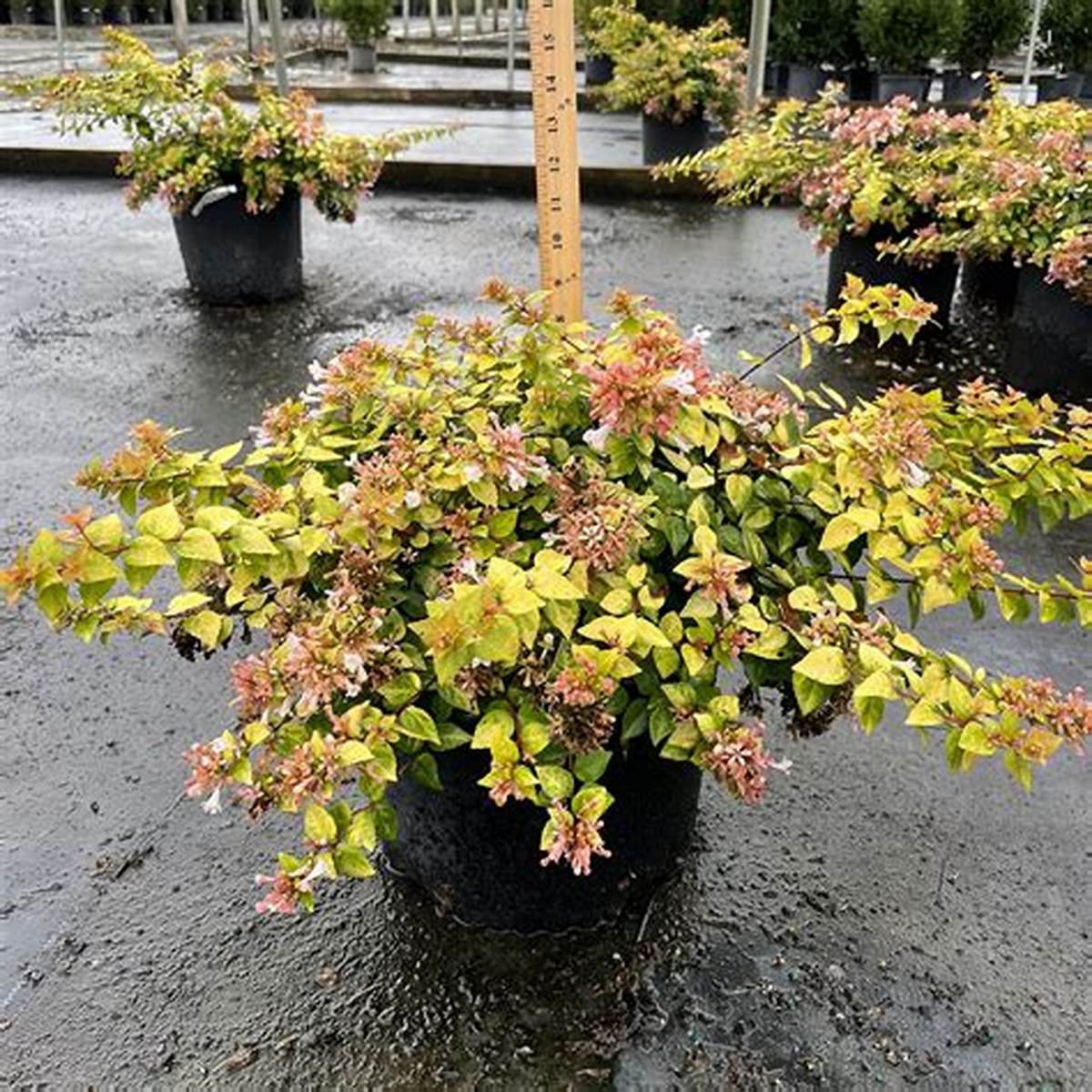 Canyon Creek Abelia
