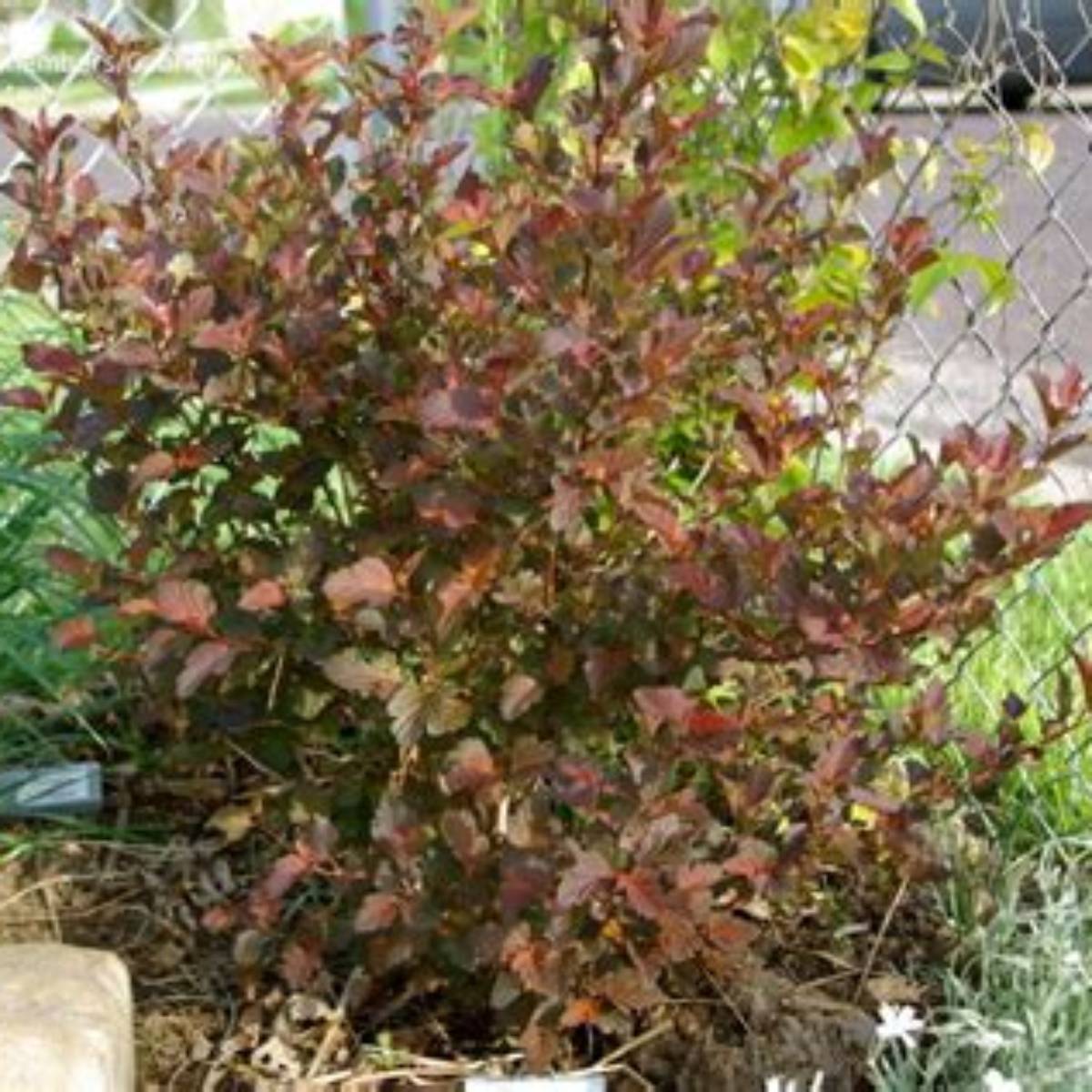 Center Glow Ninebark Tree