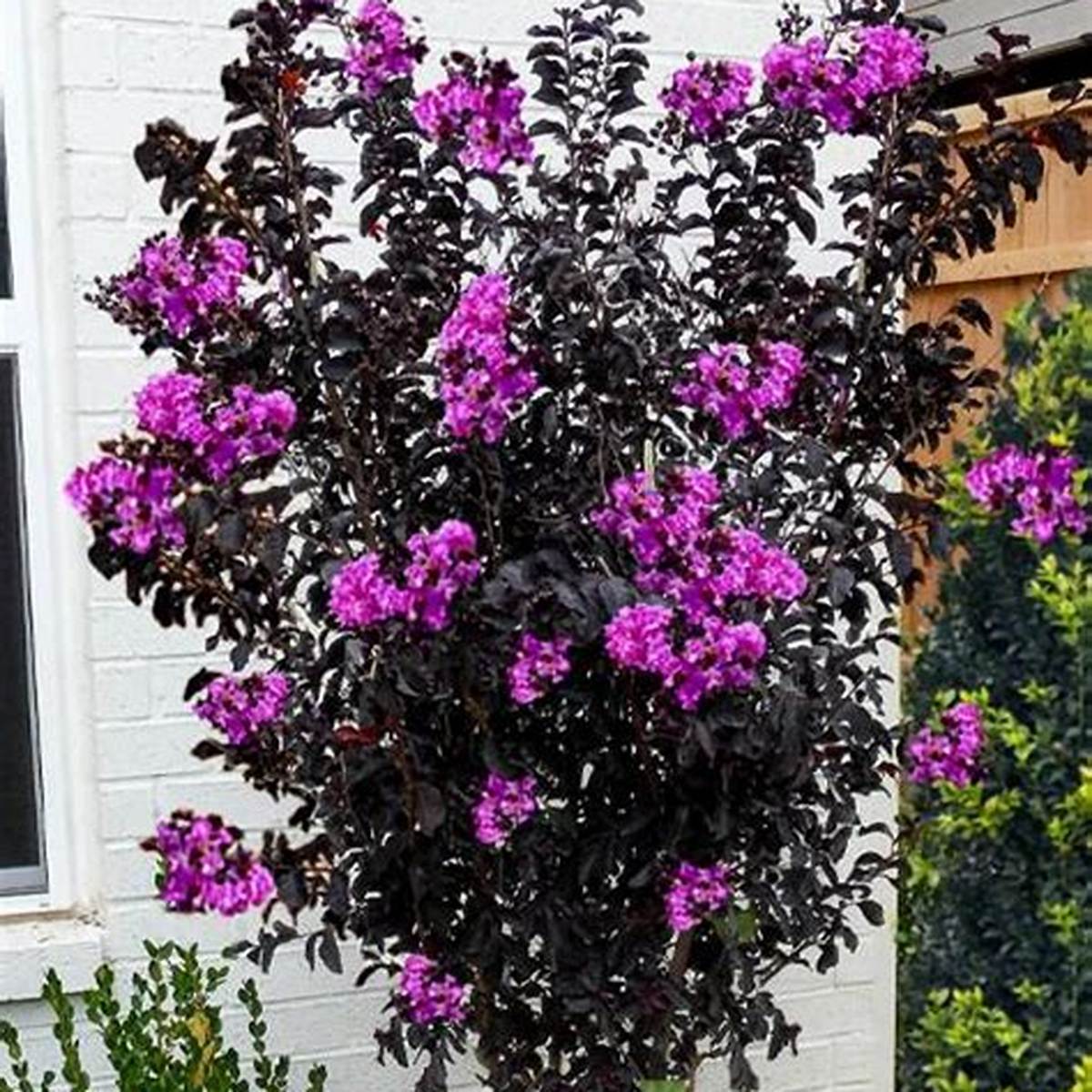 Thunderstruck™ Ruby Crapemyrtle Tree