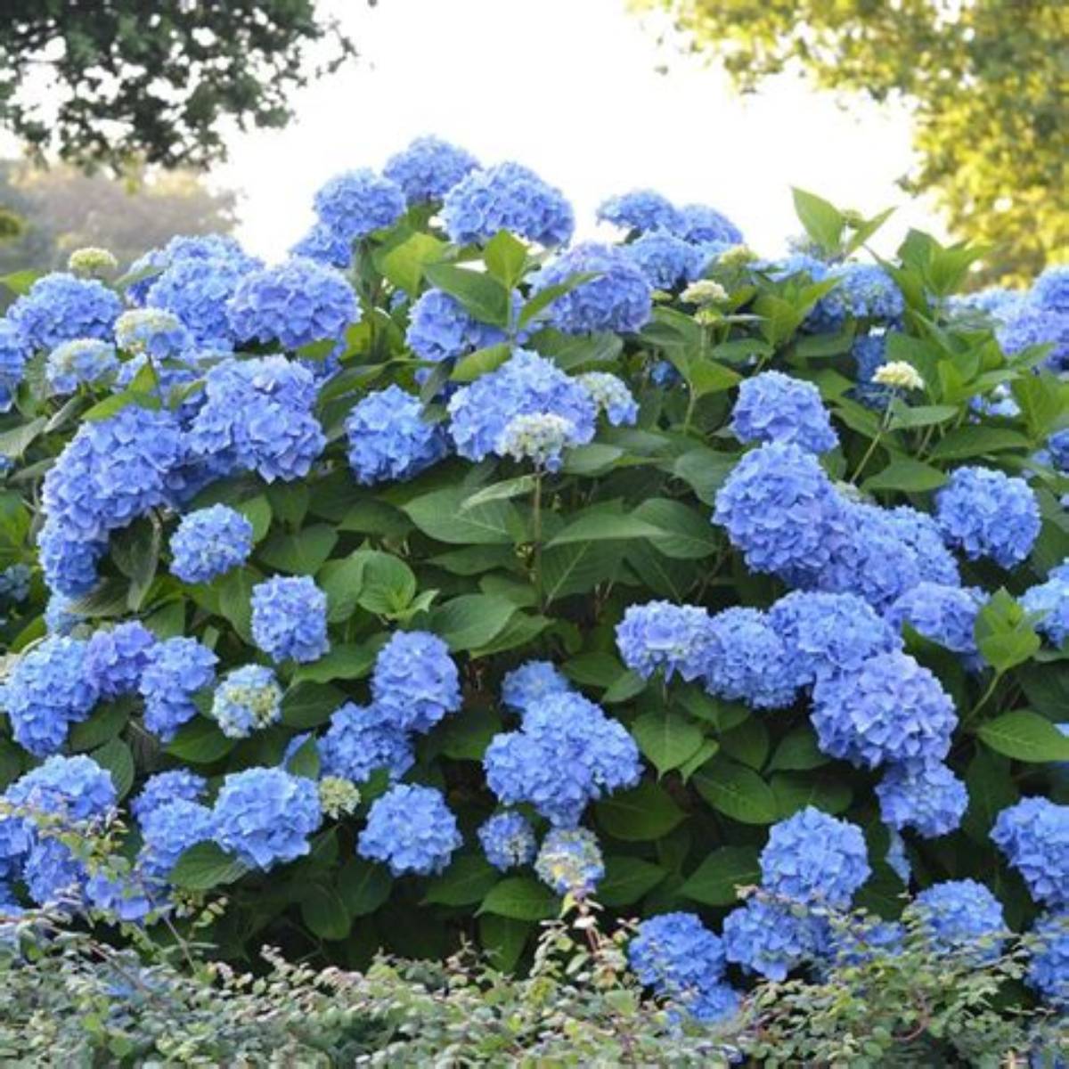 Endless Summer® The Original Hydrangea