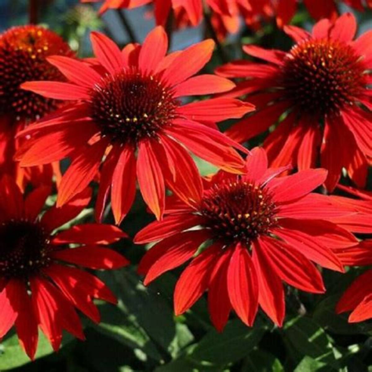 Sombrero® Sangrita Coneflower