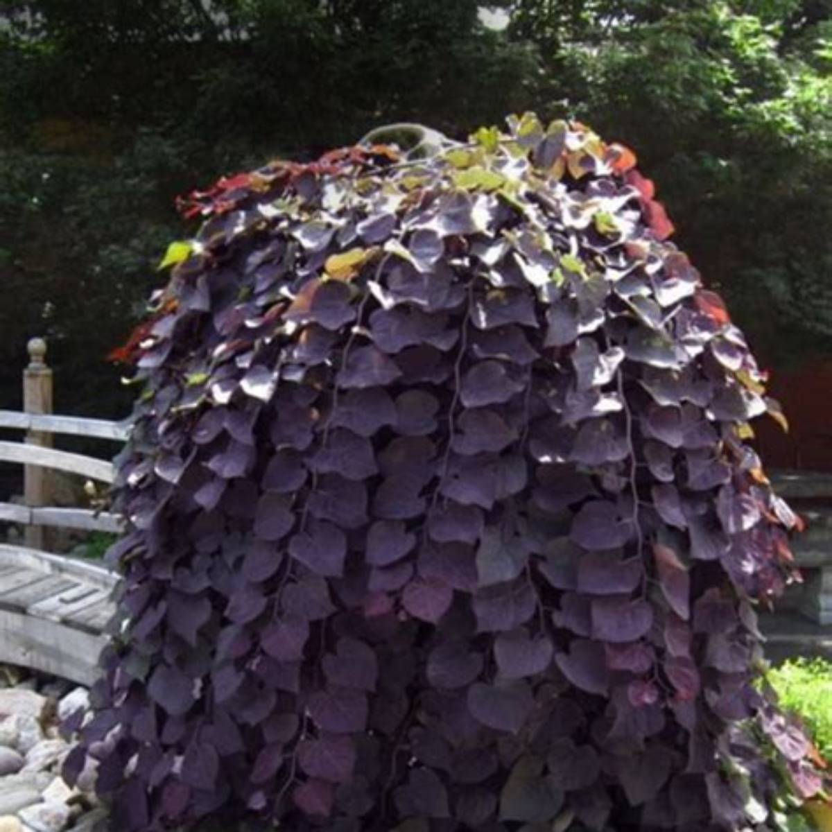 Purple Rain™ Redbud Tree