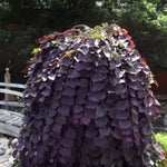 Purple Rain™ Redbud Tree