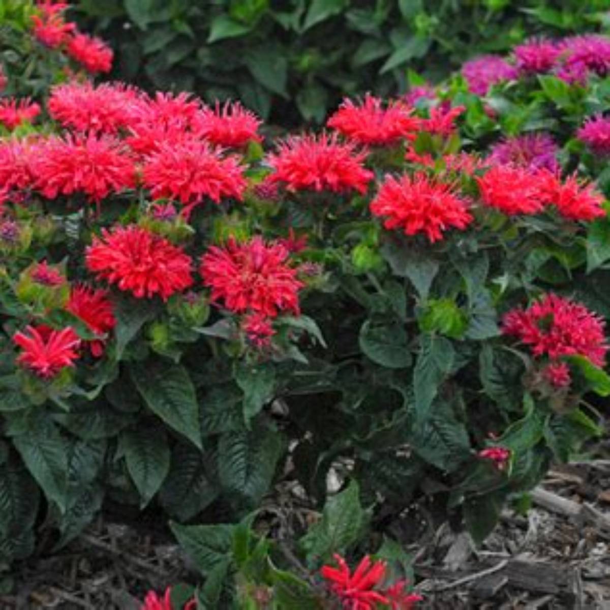 Pardon My Cerise Beebalm