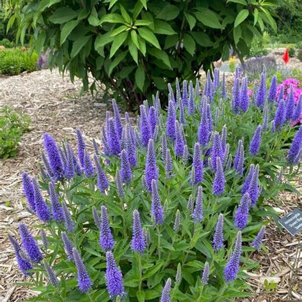 Skyward™ Blue Speedwell