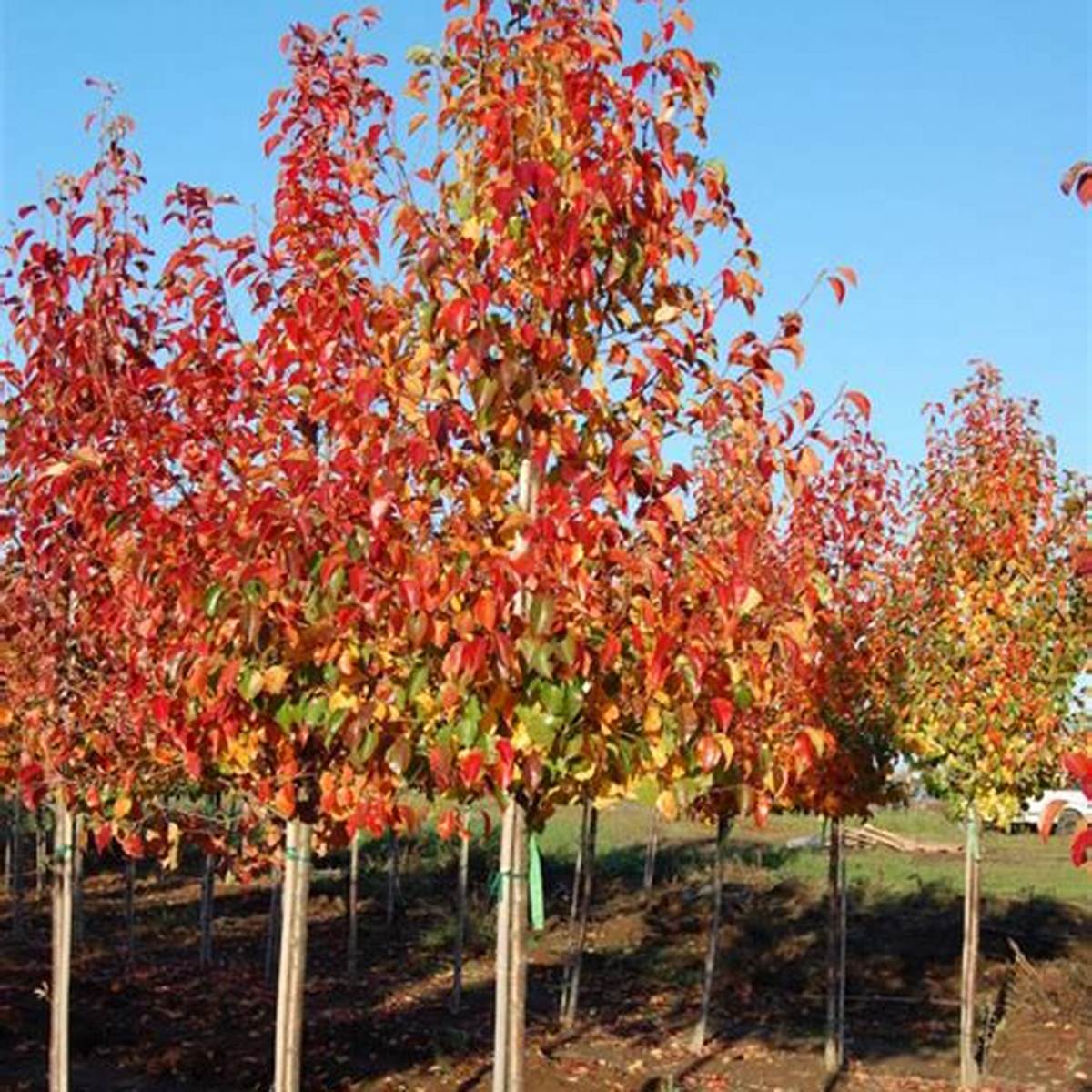 Cleveland Select Pear Tree