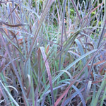 Lord Snowden Big Bluestem