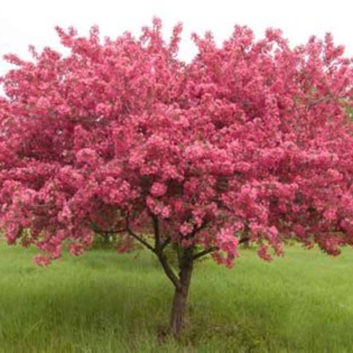 Prairifire Crabapple Tree