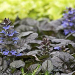 Black Scallop Ajuga