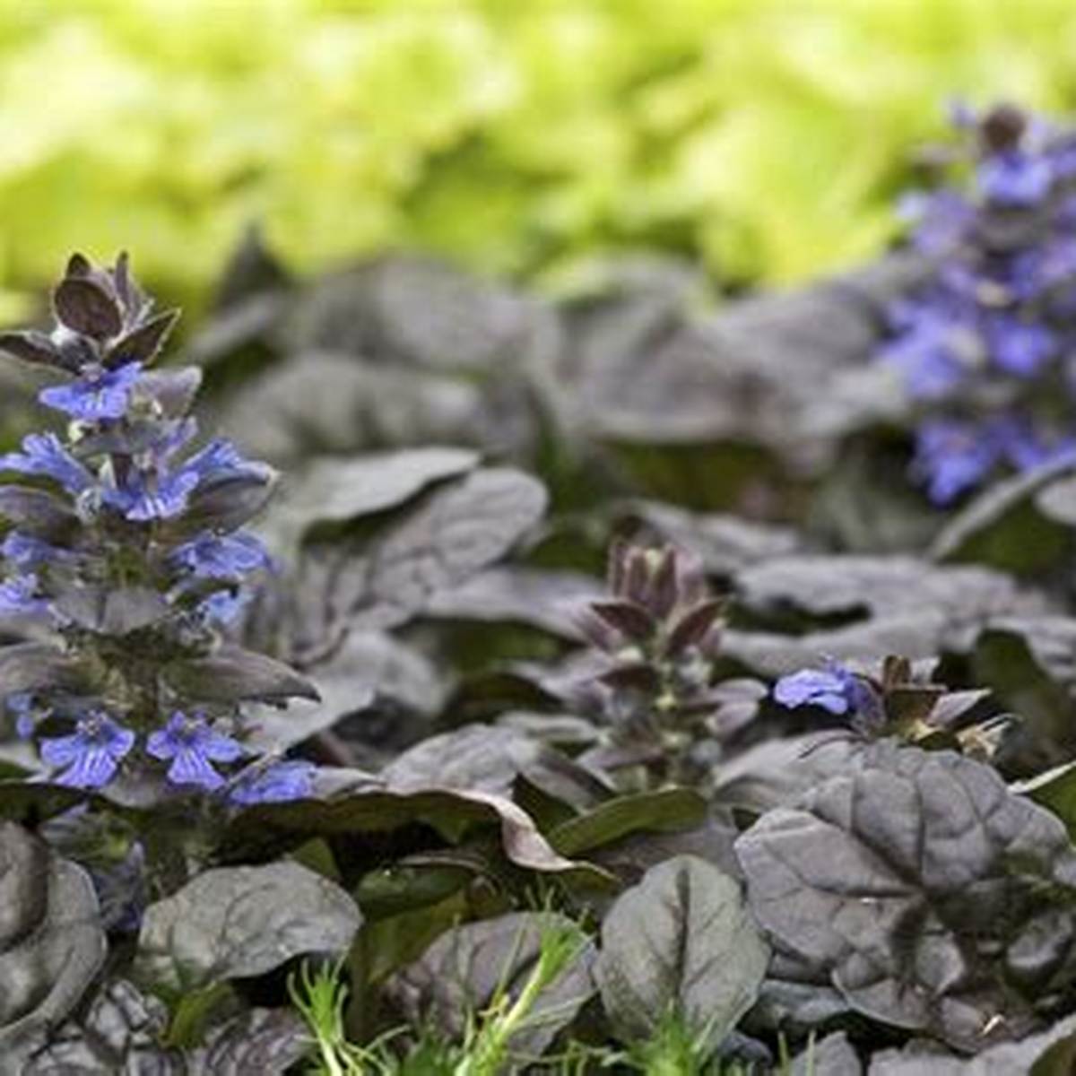 Black Scallop Ajuga