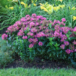 Bee-Mine™ Pink BeeBalm
