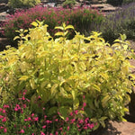 Garden Glow Dogwood