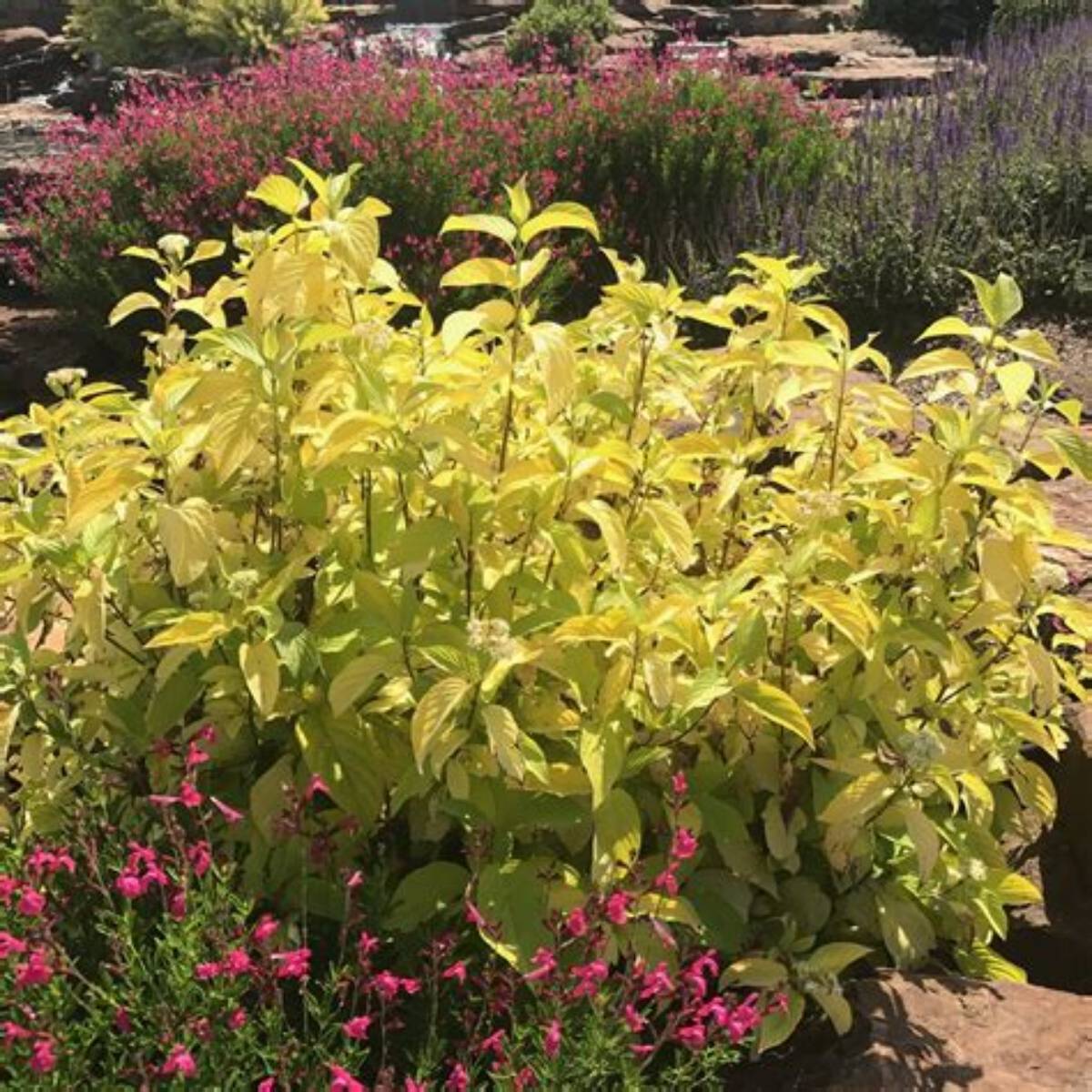 Garden Glow Dogwood
