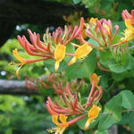 Goldflame Honeysuckle
