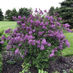 Bloomerang® Dark Purple Lilac