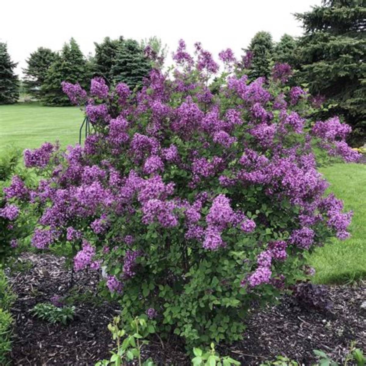 Bloomerang® Dark Purple Lilac