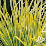 Golden Variegated Japanese Sweet Flag