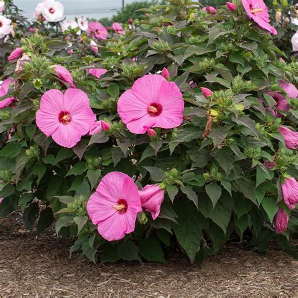 Head Over Heels® Adore Hibiscus