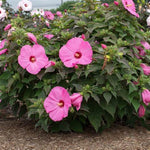 Head Over Heels® Adore Hibiscus