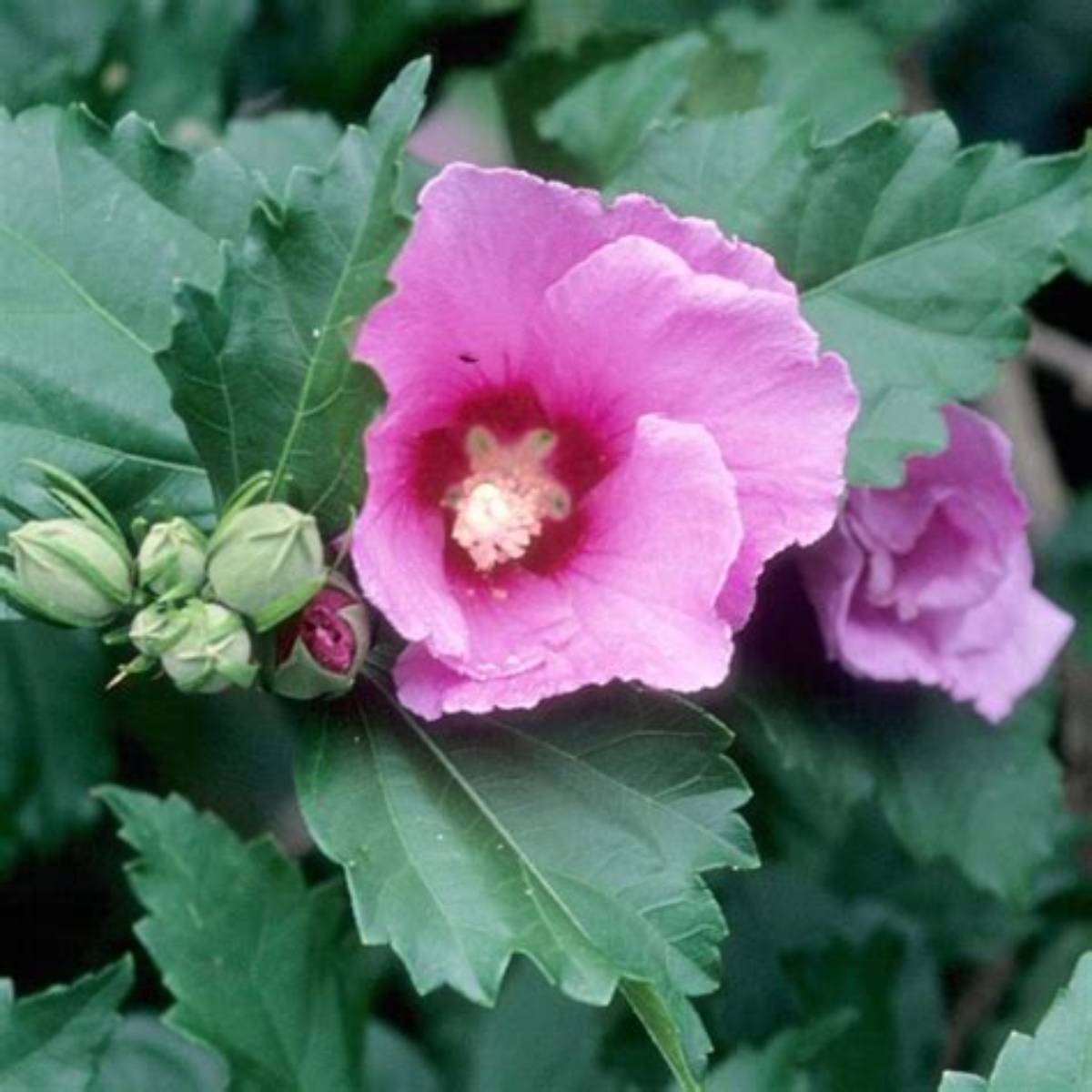 Minerva Althea Tree
