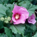 Minerva Althea Tree