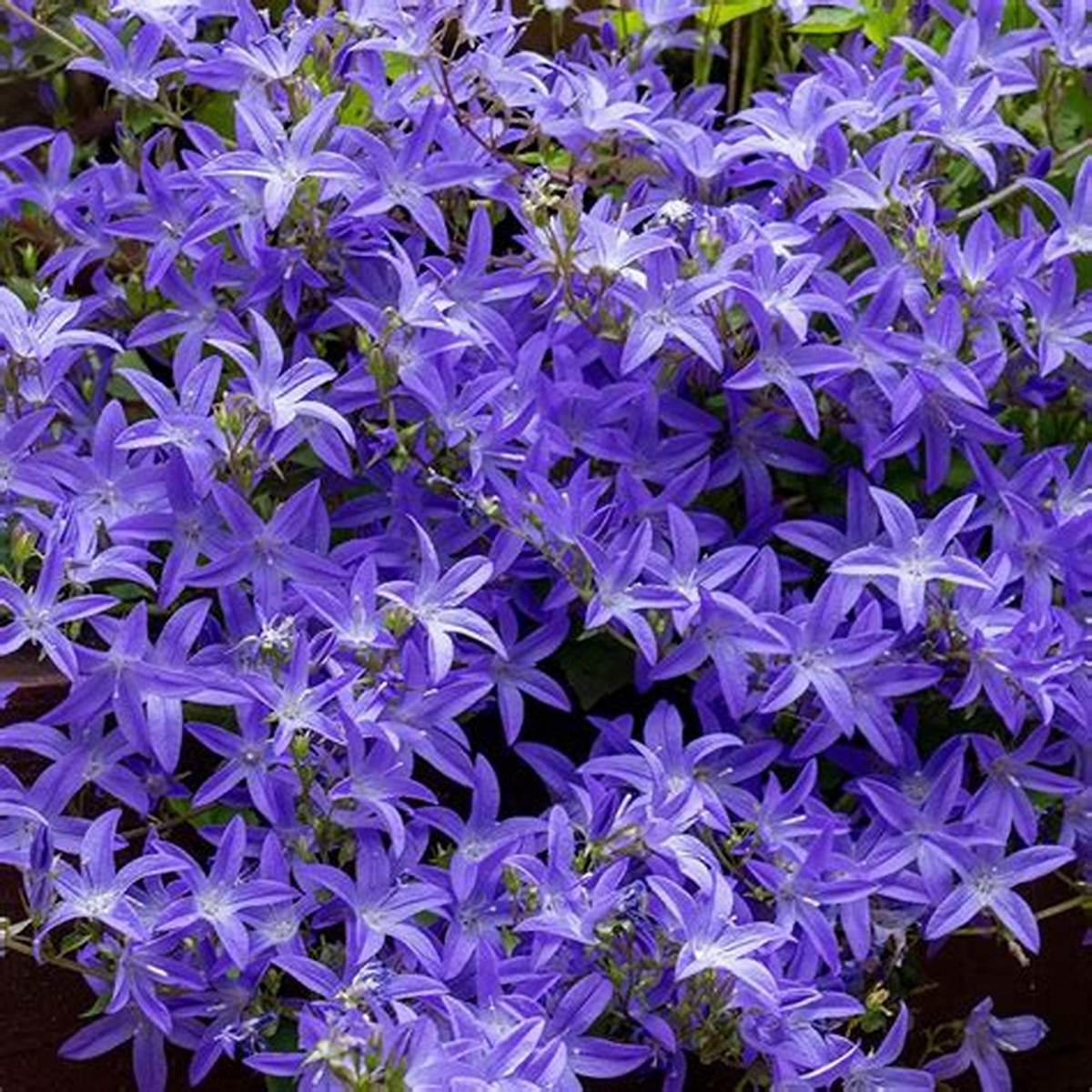 Blue Waterfall Bellflower