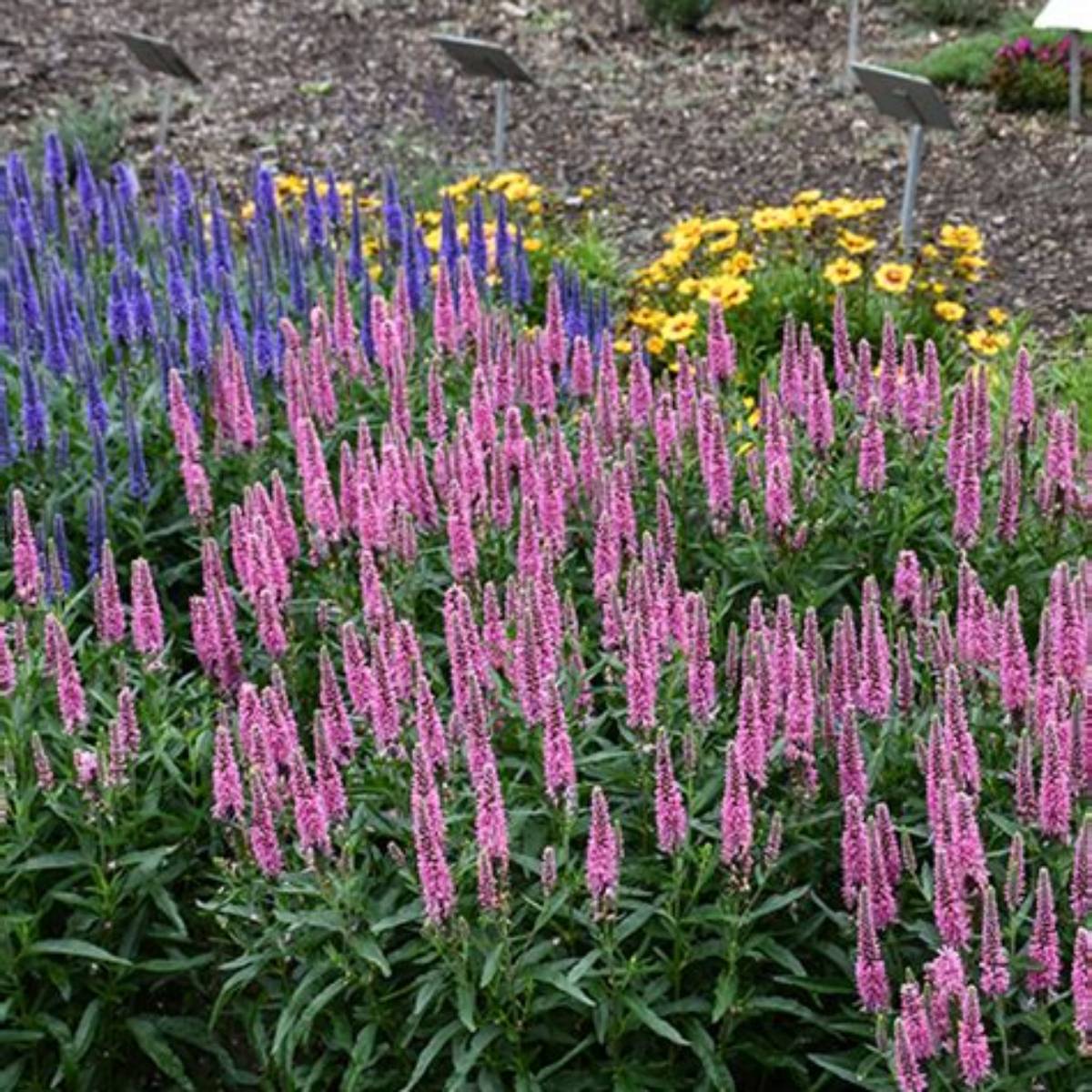 Skyward™ Pink Speedwell
