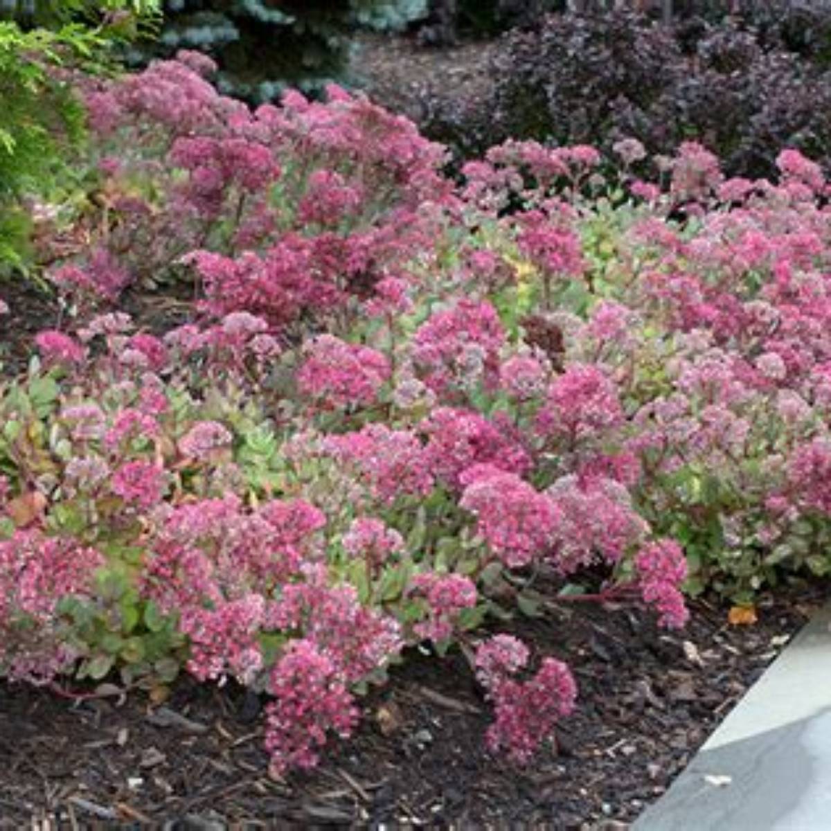 Vera Jameson Sedum