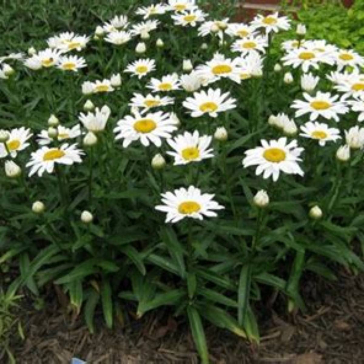 Snowcap Shasta Daisy