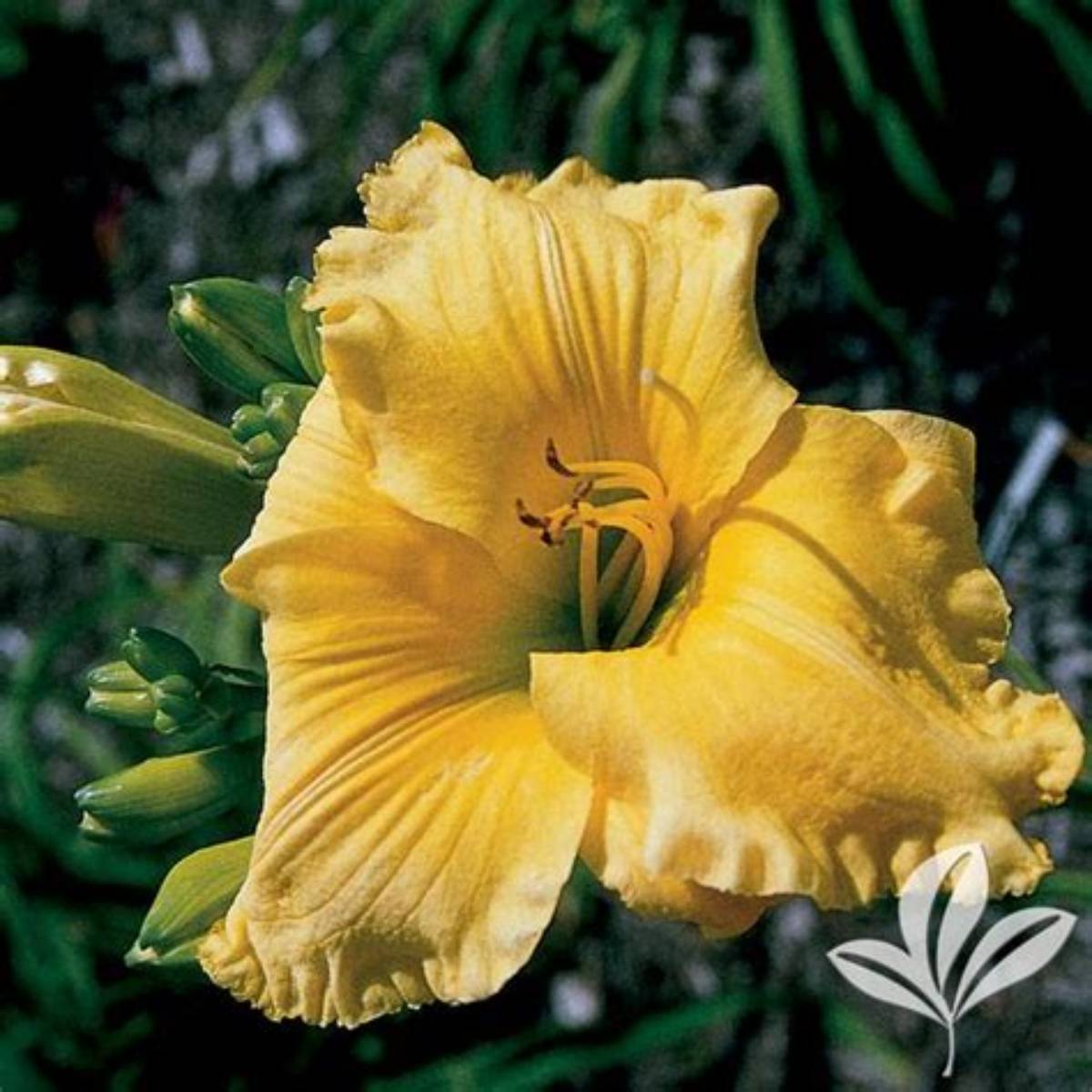 Big Bird Daylily