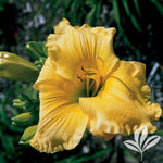 Big Bird Daylily