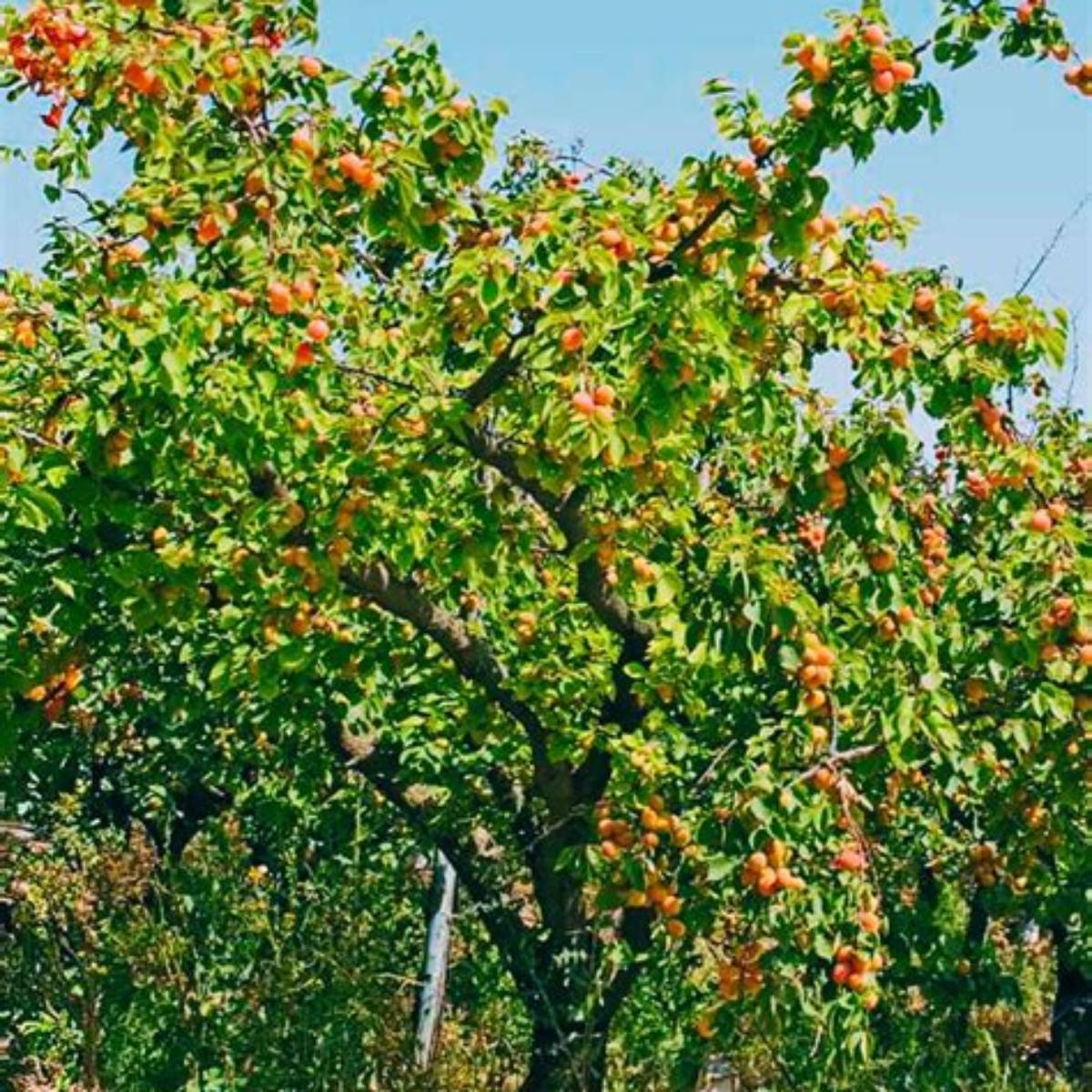 Moorpark Apricot Tree