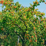 Moorpark Apricot Tree