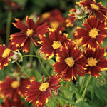 Uptick™ Red Coreopsis