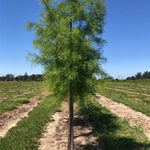 Shawnee Brave® Bald Cypress Tree