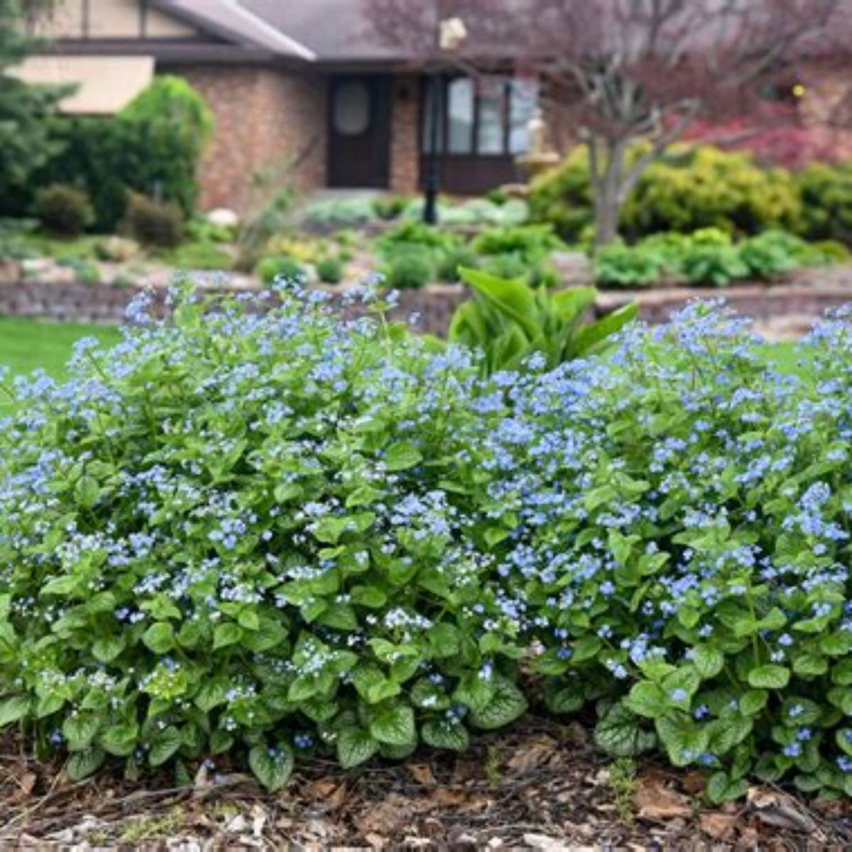 Jack of Diamonds Siberian Bugloss