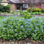 Jack of Diamonds Siberian Bugloss